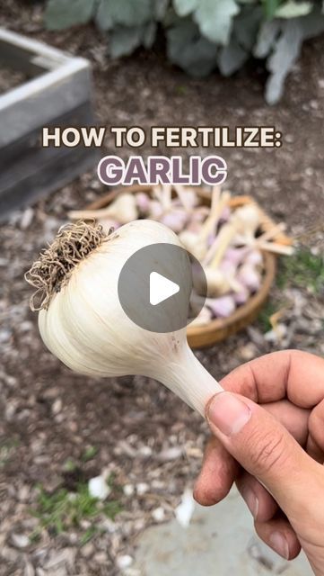 What To Plant With Garlic, How To Grow Garlic, Harvesting Vegetables, Vermont Garden, Raised Garden Bed Soil, How To Plant Garlic, Hawaii Garden, Garlic Garden, Plant Garlic