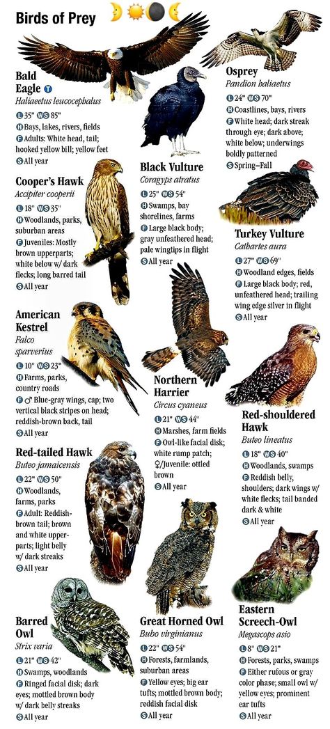 Bird Species Chart, Ornithology Aesthetic, Birds Identification, Brazil Animals, Birds Species, Florida Animals, Names Of Birds, Backyard Birds Watching, Bird Ideas