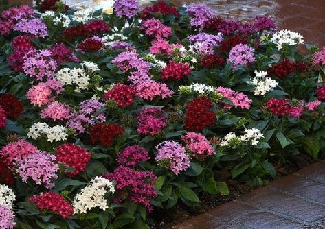 Pentas Lucky Star® - Mix Annual Flowers, Pink Blossom, Flower Bed, Lucky Star, Yard Landscaping, Live Plants, Front Yard Landscaping, Garden Seeds, Garden Beds