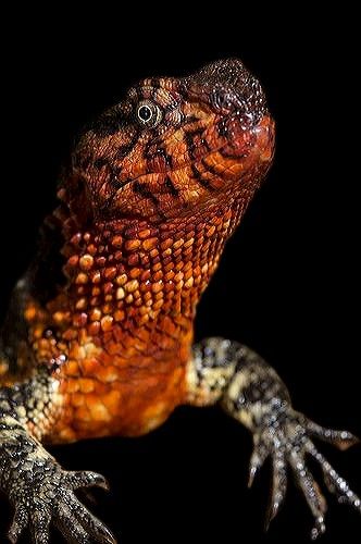 Chinese Crocodile Lizard Chinese Crocodile Lizard, Lizard Aesthetic, Regard Animal, Red Lizard, Animal References, Gecko, Amphibians, Frogs, Reptiles