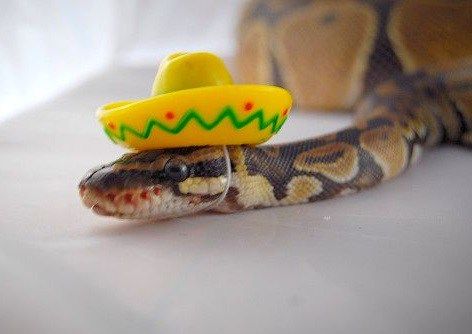 Top 10 Images of Snakes Wearing Tiny Hats Pics Of Snakes, Snakes With Hats, Snake Facts, Snake Images, Baby Snakes, Pretty Snakes, Snake Lovers, Cute Reptiles, Cute Snake