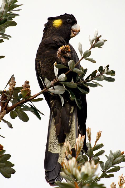 Yellow-tailed Black Cockatoo - Calyptorhynchus funereus. Male 60-69 cm. Black Cockatoo Tattoo, Bird Branch Tattoo, Black Cockatoo, Yellow Tail Black Cockatoo Tattoo, Flying Cockatoo, Yellow Tailed Black Cockatoo, Yellow Tail Black Cockatoo, Carnaby's Black Cockatoo, Birds Photography Nature