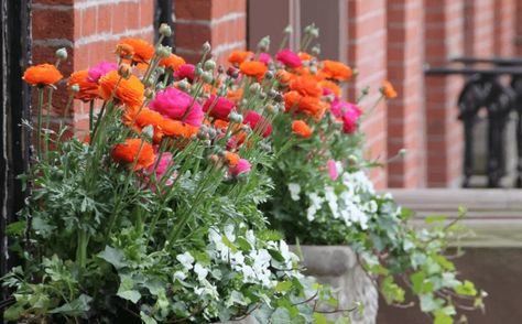 7 Tips for Beautiful Window Boxes All Year Round Wood Window Boxes, Window Box Plants, Garden Boxes Diy, Diy Balcony, Colorful Planters, Planting Pot, Round Window, Video Garden, Garden Ideas Cheap