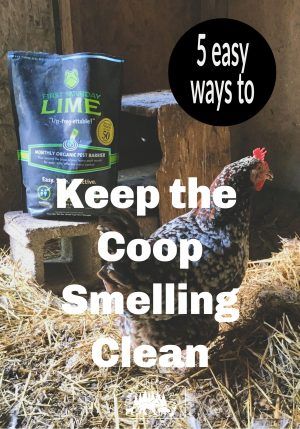 Keep Your Chicken Coop Smelling Fresh-Timber Creek Farm Cute Chicken Coops, Backyard Chicken Coop Plans, Diy Chicken Coop Plans, Chicken Coop Run, Urban Chickens, Backyard Chicken Farming, Coops Diy, Chicken Run, Raising Backyard Chickens