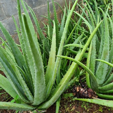 Aloe vera; the mother of our products.😌 Today i did some much needed weeding/maintenance of the aloe garden, and some harvesting for product making. Aloe is an all-natural fountain of healing for all sorts of skin, hair, and health issues. All you need to do is give it the chance to work for you. Aloe never disappoints. Natural Fountain, Aloe Garden, Aloe Vera For Skin, Kerala House, Kerala House Design, Aloe Vera Plant, Skin Hair, Much Needed, Hair Photo