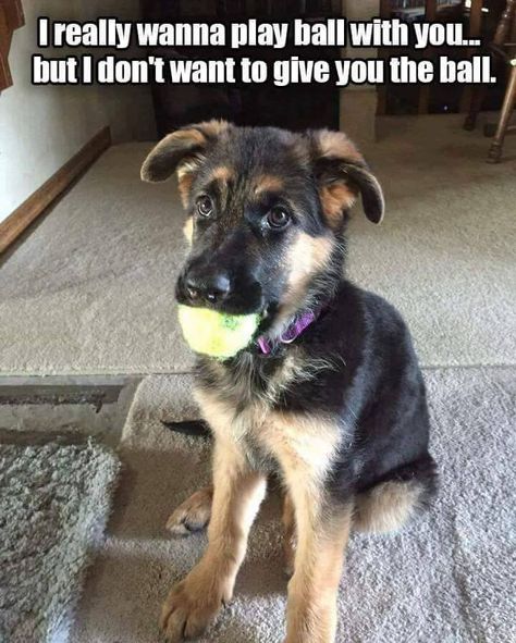 German Shepherd Memes, Funny Dog Memes, Shepherd Puppies, Puppy Pictures, Funny Animal Memes, Play Ball, German Shepherd Puppies, Animal Jokes, Tennis Ball