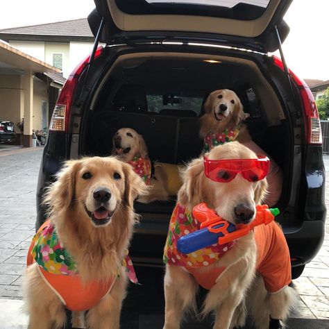 G-Retrieverz on Instagram: “Happy Songkran day 💦 Happy Thai new year 😊” Happy Songkran Day, Songkran Day, Thai New Year, Golden Retriever, Dogs, Animals, On Instagram, Quick Saves, Instagram