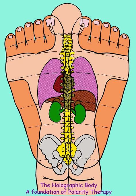 Polarity Therapy - see how the human body aligns when the feet are placed together. Use for acupressure, reflexology, Reiki, etc. Polarity Therapy, Reflexology Foot Chart, Foot Reflexology Massage, هاكونا ماتاتا, Bolesti Chrbta, Hand Reflexology, Reflexology Chart, Reflexology Massage, Health Hacks