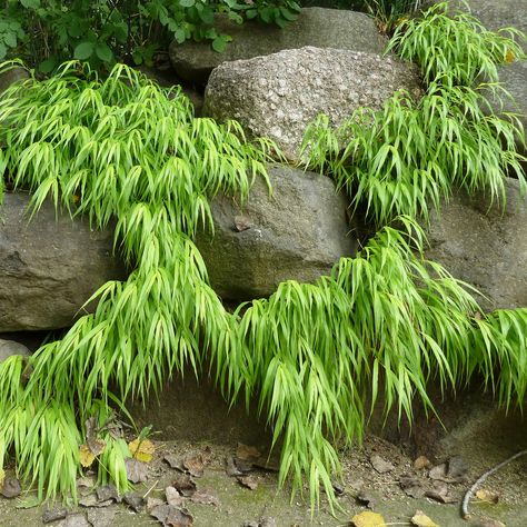 Janesville, WI, Rotary Botanical Gardens, Japanese Garden, Hakone ... Japanese Garden Path, Hakone Grass, Hakonechloa Macra, Evergreen Landscape, Japanese Garden Landscape, Japanese Forest, Walkway Landscaping, Japanese Garden Design, Japanese Gardens