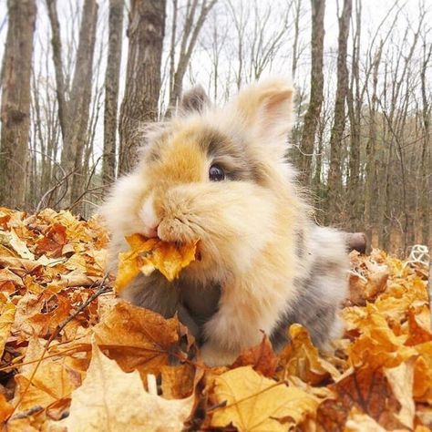 Autumn Animals, Cute Bunny Pictures, Fluffy Cows, Bunny Pictures, Pet Bunny, Cute Animals Images, A Bunny, Cute Animal Photos