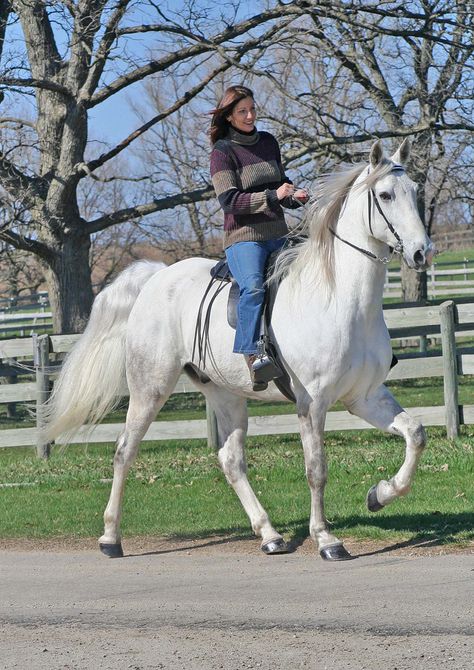 Tennessee Walker Horse, Horse Walking, Gaited Horses, Tennessee Walker, Southern United States, Tennessee Walking Horse, Walking Horse, Horseback Rider, Riding Horse