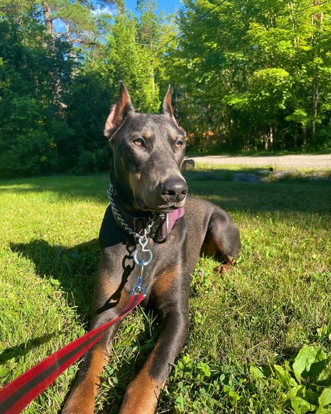 Doberman Fawn, Doberman Photography, Doberman Colors, Blue Doberman, Doberman Mix, Guard Dog Breeds, Doberman Pinscher Puppy, Pinscher Dog, Doberman Pinscher Dog