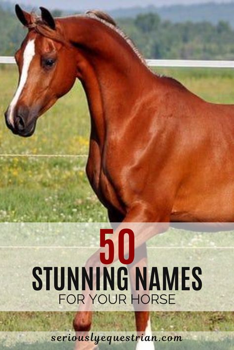 50 stunning names for your Horse - Seriously Equestrian Pretty Horse Names, Horse Show Names Ideas, English Horse Names, Cute Names For Horses, Good Horse Names, Cool Horse Names, Mare Horse Names, Bay Horse Tack Colors, Chestnut Horse Tack Colors