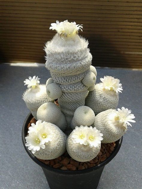 ¡BLANCO! Kaktus Dan Sukulen, Tanaman Pot, Weird Plants, Pink Plant, Succulent Gardening, Unusual Plants, Cactus Flowers, Desert Plants, Succulent Arrangements