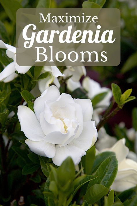 Gardenia Flower Bed Ideas, Gardenia Plant Pots, Gardenias Landscaping Front Yards, Gardenia Garden Ideas, Woodland Beds, Gardenia Veitchii, Gardenia Fertilizer, Tropical Planter, Gardenia Care