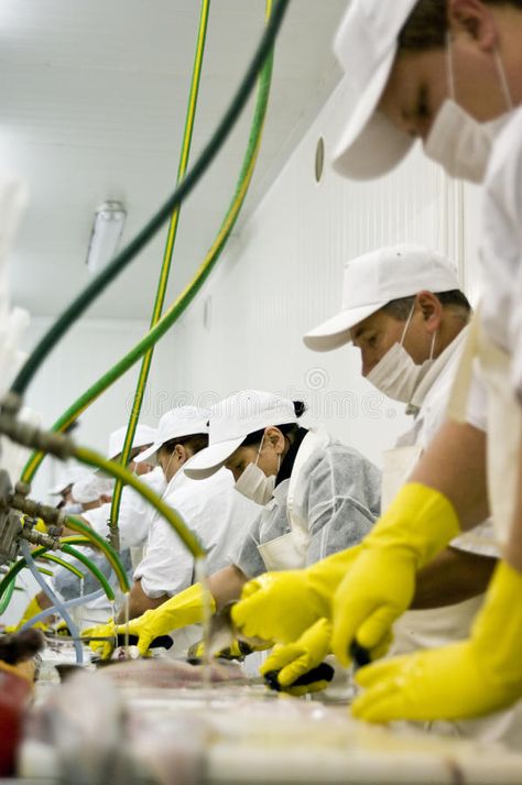 Workers in plant. Workers in a fish processing plant , #Aff, #plant, #Workers, #processing, #fish #ad Brochure Template Psd, Free Brochure Template, Fold Brochure, Trifold Brochure Template, Engineering Projects, Break Time, Psd Template Free, Trifold Brochure, Tri Fold