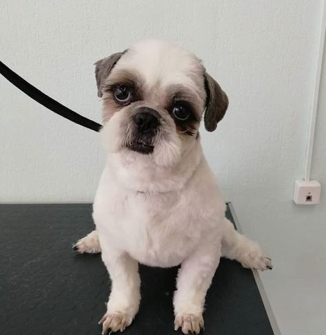 Top 10 Popular Shih Tzu Haircuts (30+ Pictures) – Page 4 – The Paws Shitzu Haircuts Boy Short, Male Shih Tzu Hair Styles, Shitzu Summer Haircut, Shitzu Haircuts Boy Shih Tzus, Shi Tzu Hairstyles Short, How To Groom A Shih Tzu At Home, Shihtzu Haircut Short, Short Shitzu Haircut, Shih Tzu Haircuts Short