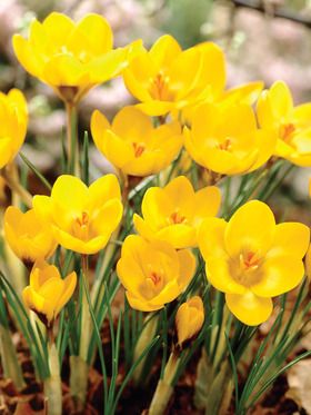 Crocus Yellow Mammoth (Large Flowering Crocus) Yellow Crocus, Crocus Bulbs, Spring Bulbs, Fall Plants, Flower Ideas, Planting Bulbs, Large Flowers, Spring Colors, Garden And Yard