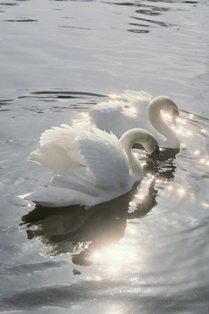 Angelcore Aesthetic, Angel Aesthetic, White Swan, Swan Lake, Ethereal Art, Light Makeup, Swans, White Aesthetic, Aesthetic Makeup