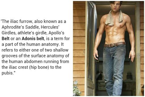 Oh my Adonis Belt, Body Sculpting, Human Anatomy, Aphrodite, Hercules, Oh My, Anatomy, Human, Quick Saves