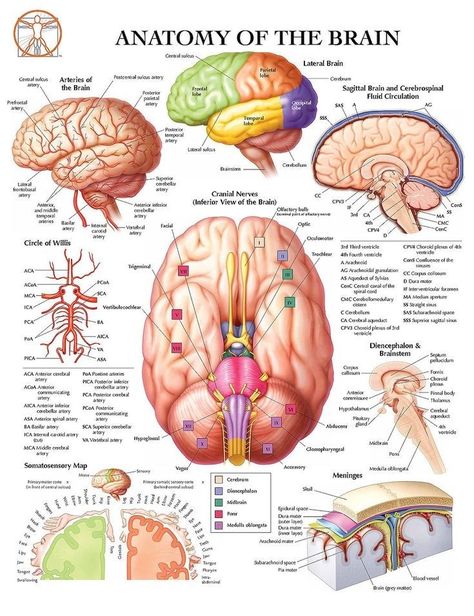 Anatomy Of The Brain, Brain Anatomy And Function, Nurse Meme, Poster Anatomy, Brain Poster, Learn Biology, Basic Anatomy And Physiology, Nurse Study Notes, Biology Facts