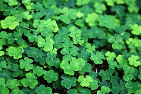 5 Leaf Clover, Shamrock Plant, Irish Symbols, Wood Sorrel, Lucky Leaf, Clover Green, Four Leaves, The Grass, Four Leaf Clover