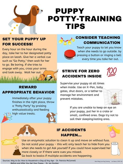 Poodle Training, Puppy Potty Training Tips, Puppy Schedule, Puppy Training Schedule, New Puppy Checklist, Puppy Potty Training, Puppy Checklist, Dog Body Language, Puppies Tips