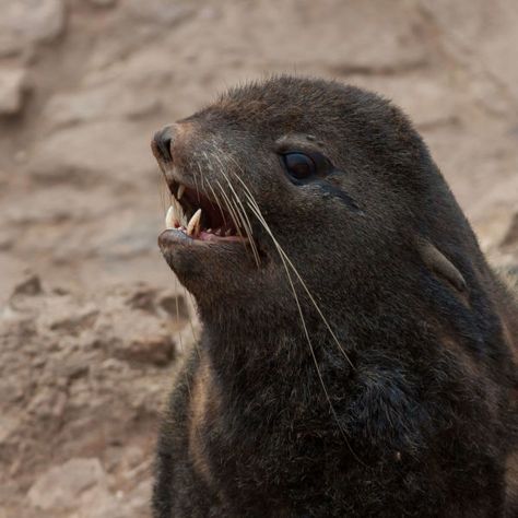 Northern Fur Seal - Facts, Diet ... San Miguel Island, Leopard Seal, Aleutian Islands, Marine Debris, Fur Seal, Illustration Studio, Seal Pup, Kingdom Animalia, Social Behavior