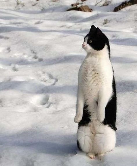 Cats-Standing-Like-Penguins Cat Standing, Black And White Cat, Crazy Cat Lady, White Cat, Animals Friends, Crazy Cats, Cat Pics, Cat Love, Cool Cats