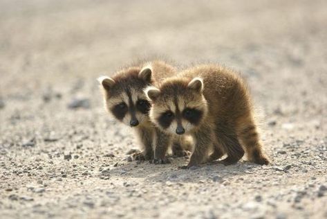 Double Trouble! These Twin Animals Are Up To No Good - I Can Has Cheezburger? Twin Animals, Baby Racoon, Trash Pandas, Companion Animals, Baby Raccoon, Photo Animaliere, Cute Raccoon, Baby Animals Funny, Double Trouble