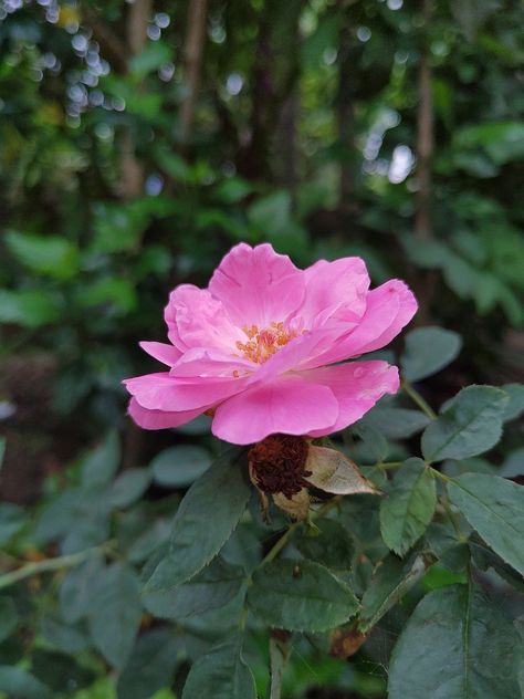 Flower Pink Rose Kerala, #Pink, #Rose, #Kerala, #Flower Kerala Flowers, Public Domain Images, Green Plants, Free Pictures, Free Photo, Kerala, Free Photos, Pink Rose, Green Leaves