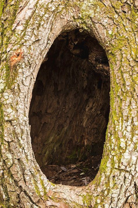 Hole In Tree Trunk, Hollow Tree Trunk Ideas, Hollow Tree Trunk, Tree Hollow, Tree Hole, Hollow Tree, Props Concept, Art Assignments, Dark Tree