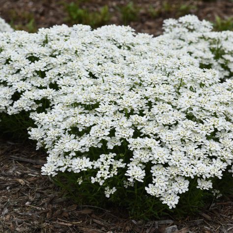 Iberis Sempervirens, Planting Plan, Winter Plants, White Plants, Proven Winners, Late Spring, Morning Beautiful, Wildflower Seeds, White Gardens