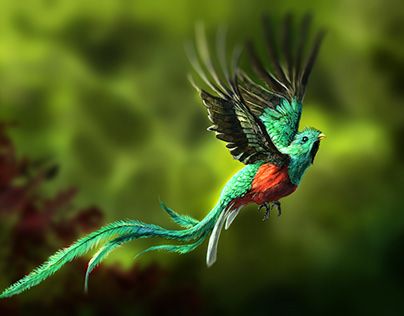 Check out new work on my @Behance profile: "Peace - Resplendent Quetzal" http://be.net/gallery/143492473/Peace-Resplendent-Quetzal Quetzal Drawing, Starbucks Packaging, Quetzal Art, Bird Of Paradise Bird, Quetzal Tattoo, Quetzal Bird, Desert Tattoo, Resplendent Quetzal, Costa Rica Art