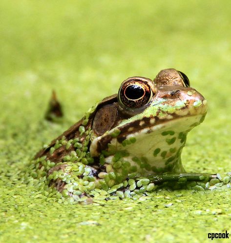 Pond Frog, K9 Training, Frog Eye, Kinds Of Birds, Domain Hosting, Frog And Toad, Reptiles And Amphibians, Cute Frogs, Fantasy Inspiration