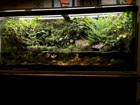 75 gallon dart frog tank made by Sam Rutka-check him out! Boa Enclosure, Aquarium Scape, Dart Frog Tank, Bioactive Terrarium, Aqua Scape, Axolotl Tank, Tank Terrarium, Frog Terrarium, Frog Tank