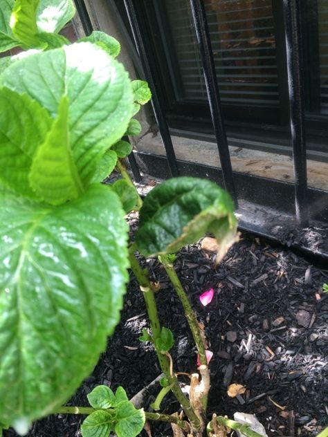 Curling Leaves On Hydrangea Hydrangea Leaf, Hydrangea Tree, Large Hydrangea, Hydrangea Leaves, Succulent Tree, Plant Pests, Garden Hacks, Insecticidal Soap, Plant Problems