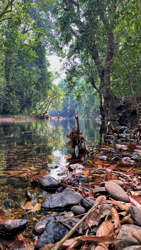 #kannavam #forest #photography #shotoniphone #iphone #kolavalloor #vijeuth #kannur Kannur Photography, Production Design, Forest Photography, Kerala, Broccoli, Landscape Paintings, Mood Board, Forest, Paintings