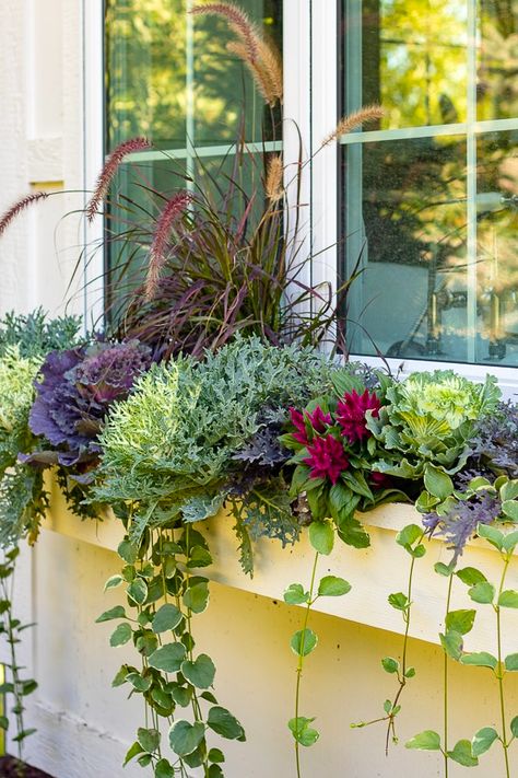 Fall cabbage and kale window box idea Flower box ideas Dark Gray House, Fall Flower Boxes, Flower Box Ideas, Cabbage And Kale, Winter Window Boxes, Fall Window Boxes, Window Box Plants, Purple Mums, Fall Windows