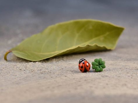 Lucky Ladybird Stud Earrings, Ladybug Clover Earrings, Titanium earrings, Cute miniature earrings, G Lucky Earrings, Cute Miniature, Good Luck Gifts, Titanium Earrings, Spring Jewelry, Clover Earrings, Mismatched Earrings, Summer Jewelry, Four Leaf Clover