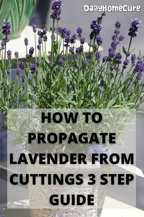 You can start with lavender from hard or softwood cuttings. The softwood cuttings are removed from the soft and flexible tips of the new growth. Hardwood is thicker than softwood and resists flexible. It can break if you force. Growing Lavender From Seed, Propagate Lavender, Horticultural Therapy, Lavender Care, How To Propagate Lavender, Flower Fertilizer, Seed Raising, Herbs Plants, Growing Lavender