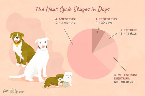 Dog Heat Cycle, Dog Heat, Female Pitbull, Female Dog In Heat, Dog In Heat, Pregnant Dog, Dog Needs, Learn Facts, Girl Dog