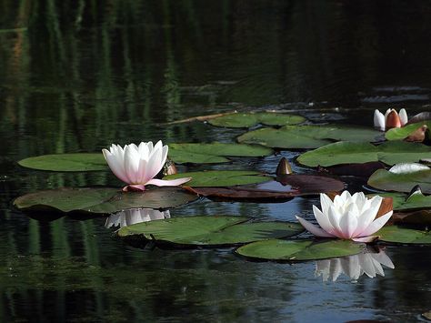 Water Lily Photo, Water Lilies Aesthetic, Lilies Aesthetic, Petals In Water, River Lily, Moose Pictures, Water Lilies Painting, Reference Photos For Artists, Green Love