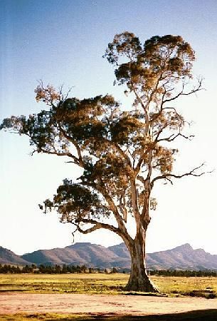 Eucalyptus Camaldulensis, Australia Landscape, Australian Trees, Landscaping Trees, Gum Tree, Australian Plants, Eucalyptus Tree, In The Middle Of Nowhere, Lone Tree