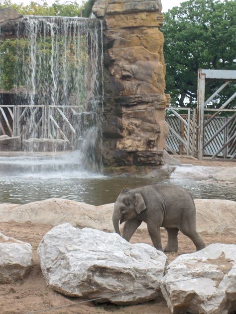 Elephant Enclosure, Asian Forest, Interpretation Centre, Asian Elephants, Elephant Zoo, Zoo Inspiration, Zoo Project, Chester Zoo, Africa Animals