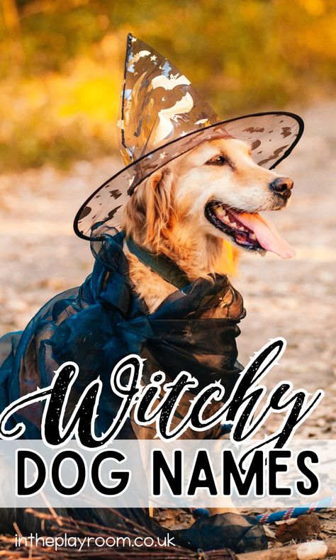 Witchy Dog Names for Your Halloween Pup - In The Playroom Witchy Dog Names, Girl Pet Names, Witchy Names, Black Dog Names, Mystical Names, Witch Names, Girl Dog Names, Halloween Names, Goth Boy