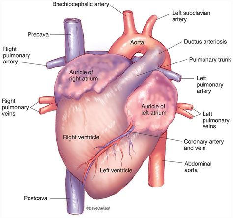 Zoology | Carlson Stock Art Genetics Illustration, Pig Diagram, Animal Cell Organelles, Pig Dissection, Animal Cell Structure, Digestive System Diagram, Veterinary Anatomy, Fish Anatomy, Pig Heart