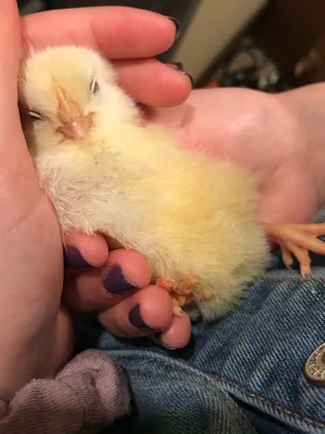 Aesthetic Chicken Pictures, Chicks Aesthetic, Chicken Pet Aesthetic, Chicken Aesthetic Animal, Baby Chicks Photography, Pet Chickens Breeds, Aesthetic Chicken, Chicken Coop Ideas, Chicken Aesthetic