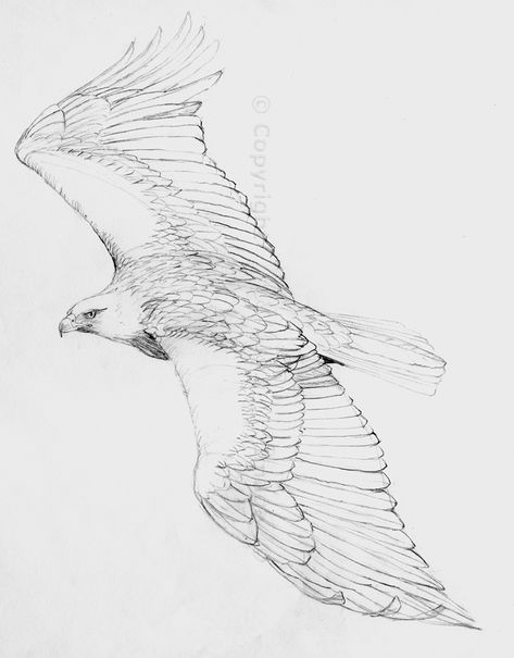 pencil drawings of eagles | Eagle Drawings Pencil http://the-hazel-tree.com/2013/04/13/an-eagle ... Drawings Of Eagles, Eagle Drawings, Eagle Sketch, Simbolos Tattoo, Fly Drawing, Eagle Flying, Eagle Drawing, Pencil Drawing Tutorials, Drawing Hair