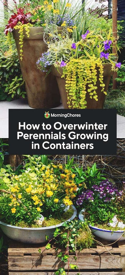 Growing In Containers, Blooming Perennials, Seed Vault, Survival Garden, Full Sun Perennials, Creeping Jenny, Growing Greens, Sun Perennials, Overwintering